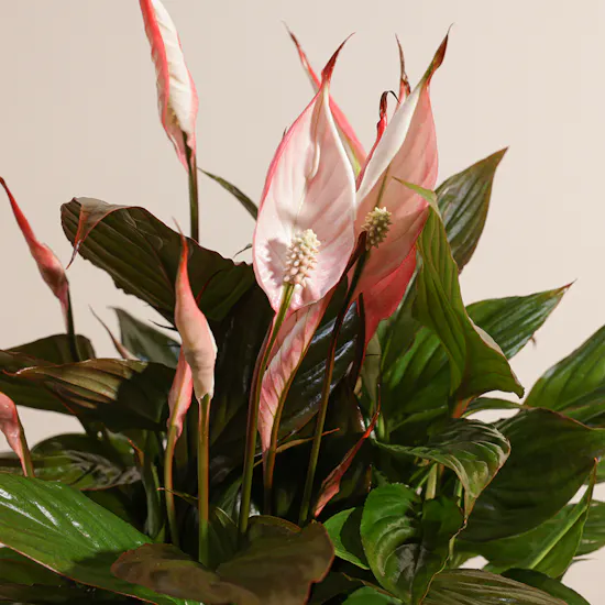 Spathiphyllum Pink