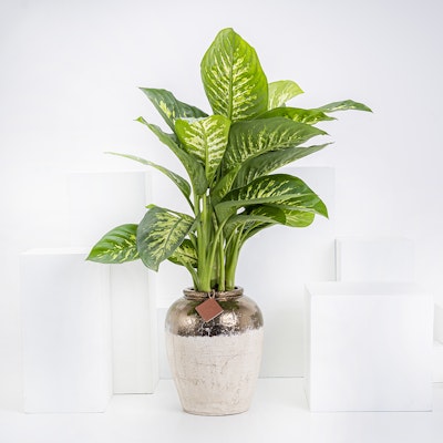 Dieffenbachia Plant | Candia Vase Sienna