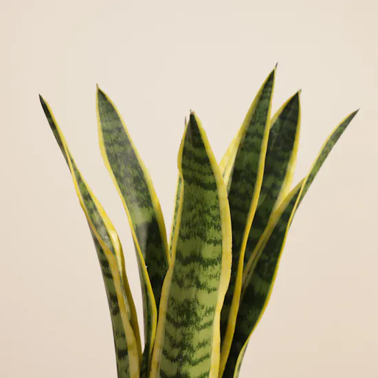 Sanseveria Snake Plant