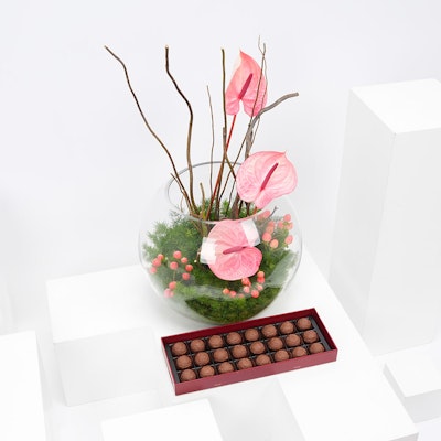 Sweet Anthuriums with Hanoverian