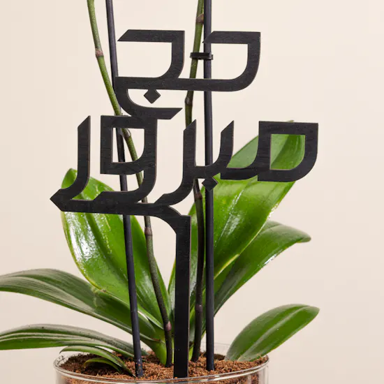 Orchid Hejj Mabror Plant