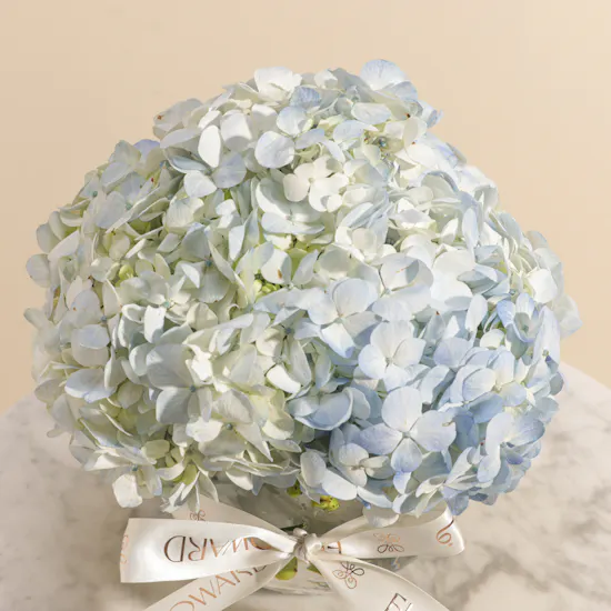 Amazing Hydrangea Vase