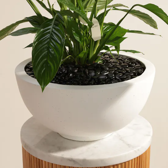 Tall White Spathiphyllum Bingo Plant