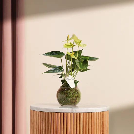 Anthurium Vanilla Plant