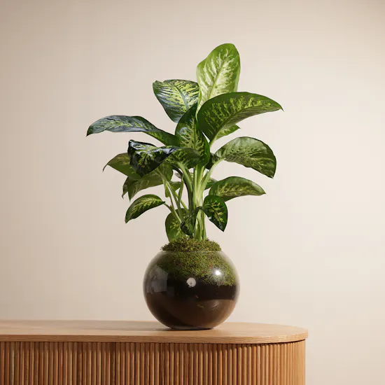 Dieffenbachia Seguine Plant