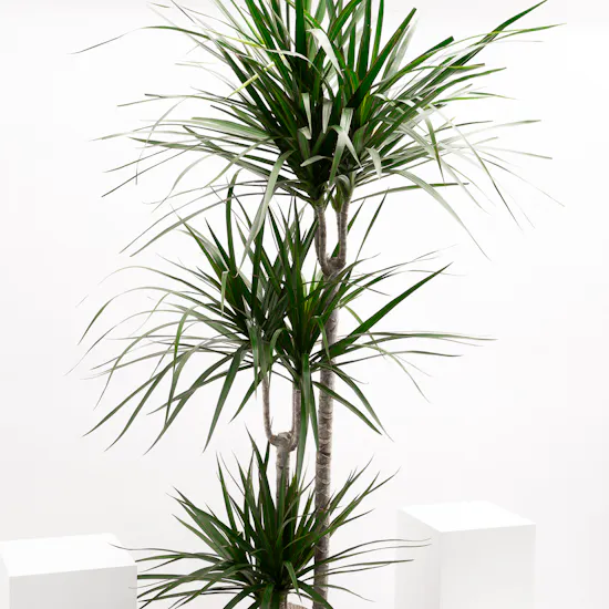 Large Dracaena Massangeana Plant | Wrapped Pot