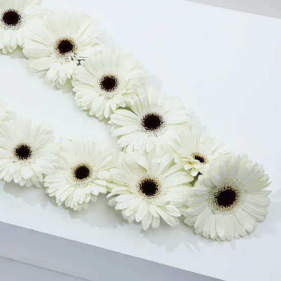 White Gerbera Necklace