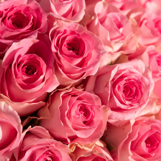 Lovely Roses | 100 Revival Roses