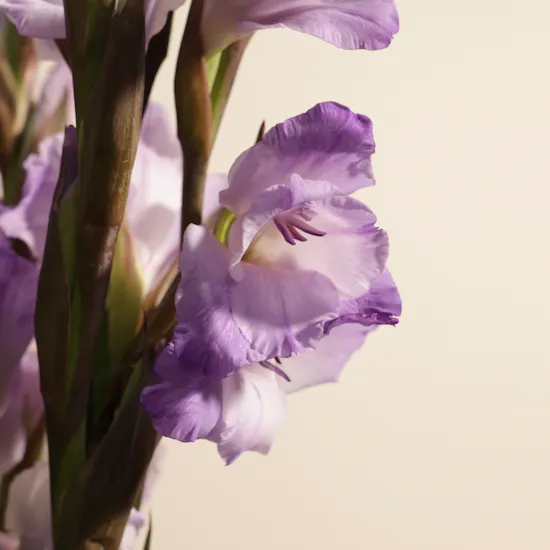 Purple Gladiolus | Flowers Bouquet
