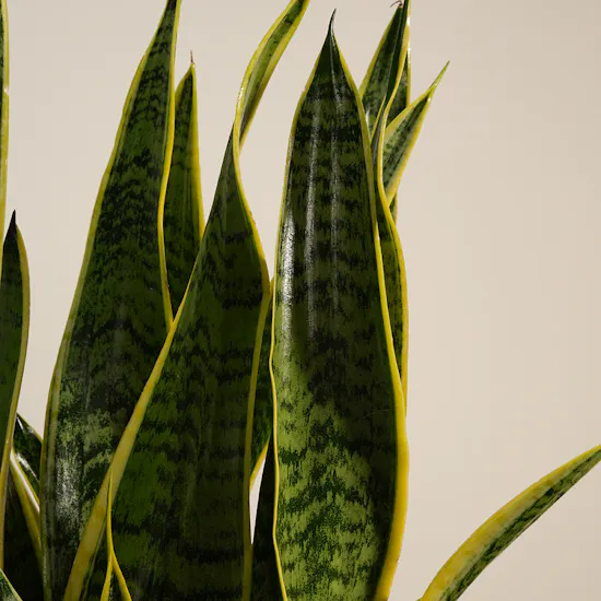 Fresh Sansevieria Laurentii Plant
