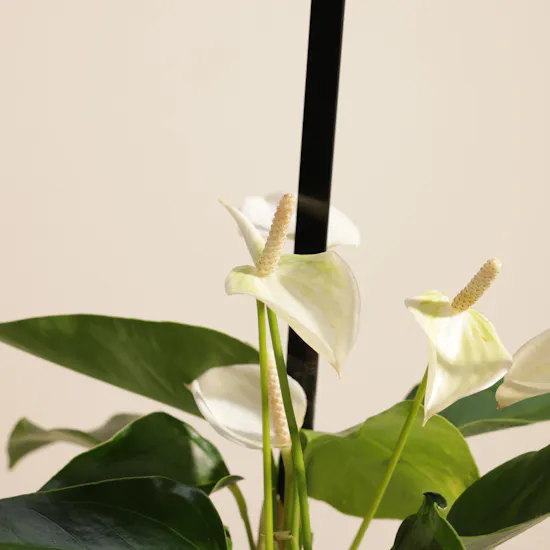 Blessed Hajj White Anthurium Plant