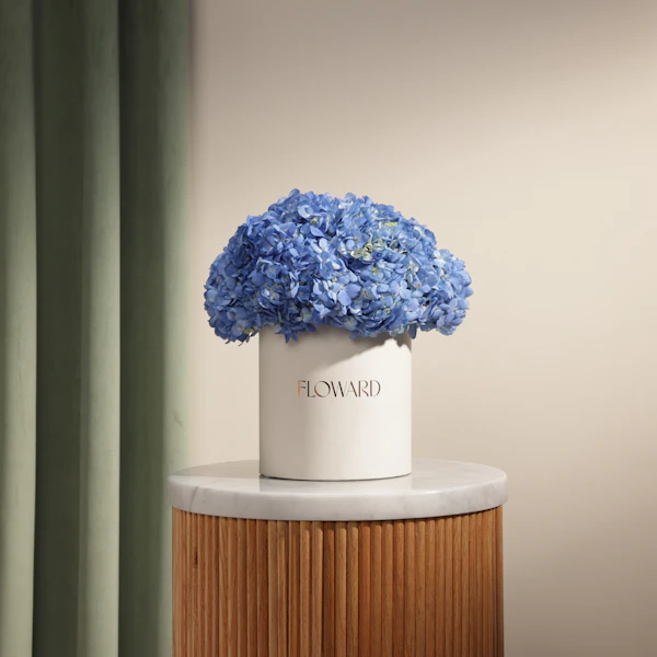 Blue Melody Hydrangea Box | 8 Flowers