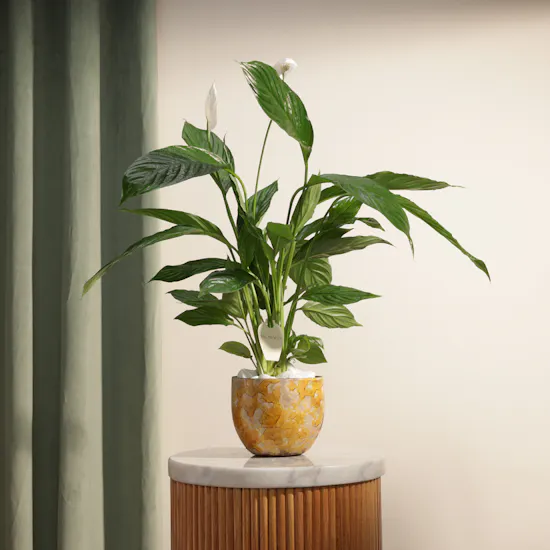 Stunning White Spathiphyllum Bingo Plant