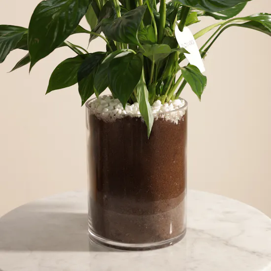 Blessed Hajj Peace Lily Plant