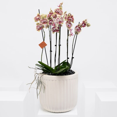 Orchid Mariola