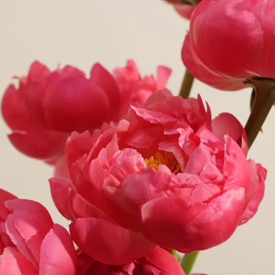 Magical Peony Coral Charm Vase