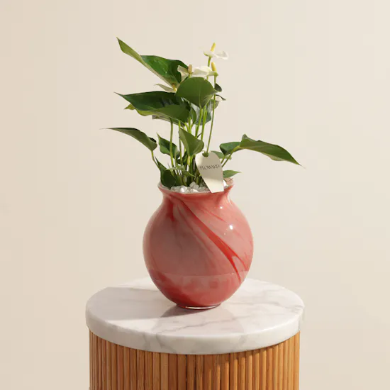 Fancy White Anthurium Plant