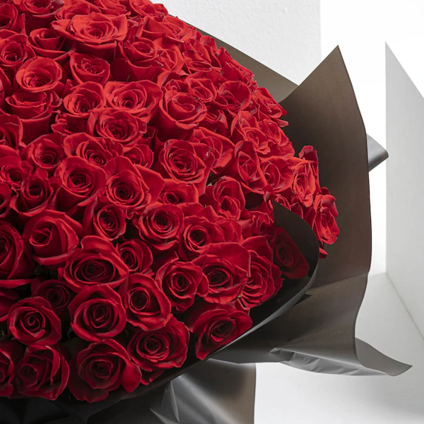 Showstopper | 250 Rose