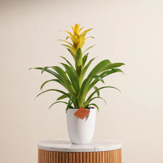 Guzmania Yellow | Ceramic Pot