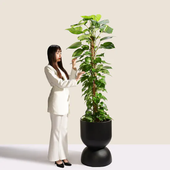 Lush Green Big Epipremnum Plant