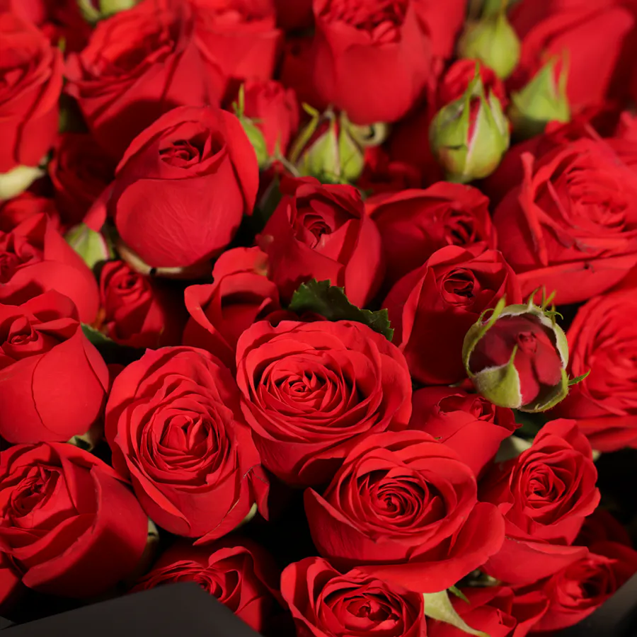 Crimson Red Baby Roses Bouquet | 35 Flowers 4