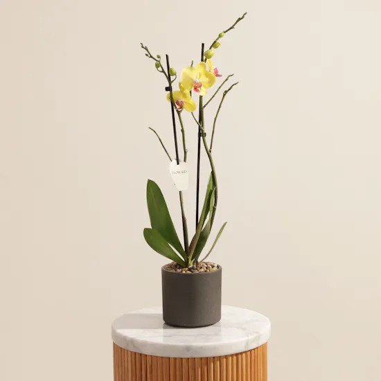 The Golden Yellow Phalaenopsis Plant