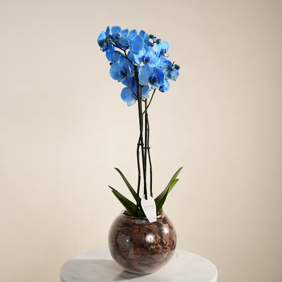 Charming Blue Orchid Plant