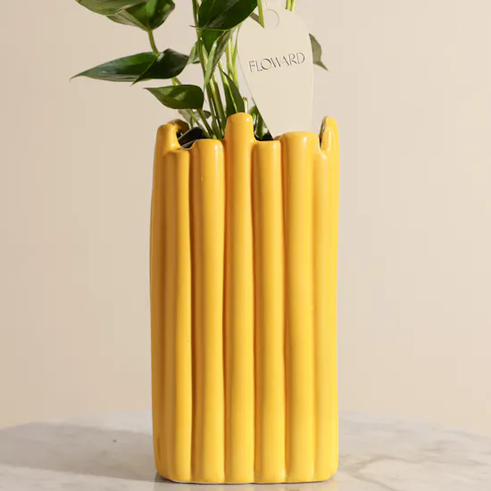 Fancy Yellow Anthurium Plant