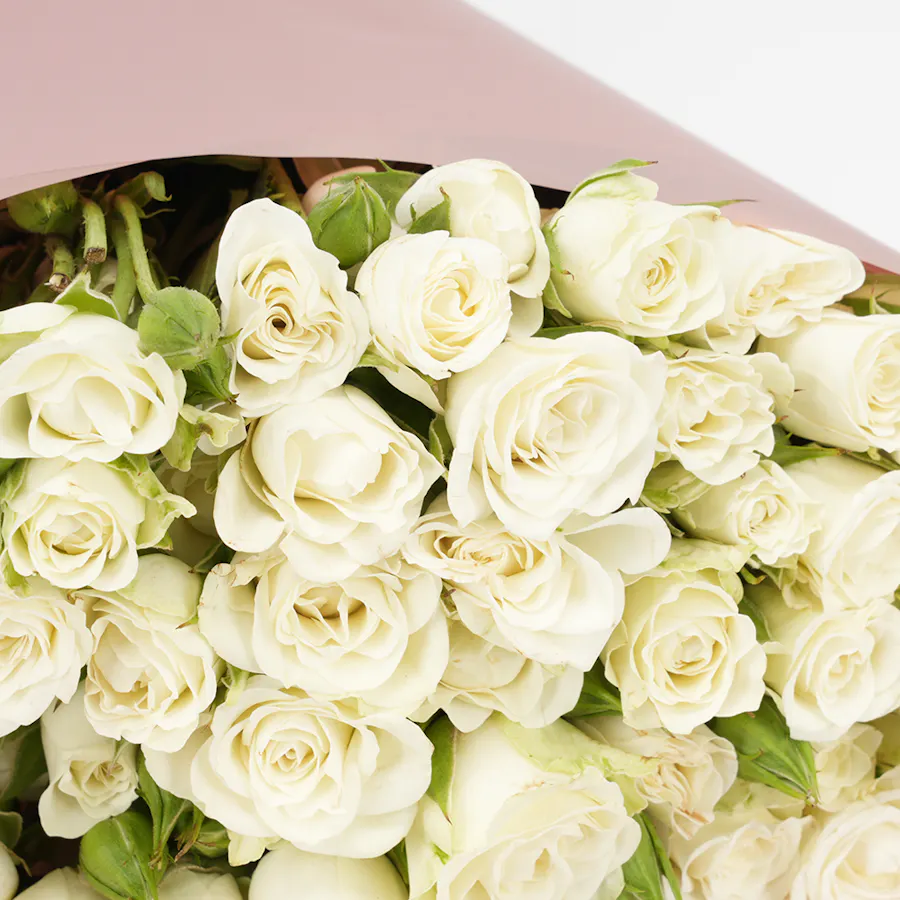 Hanoverian Truffle Chocolate | Baby Roses 3