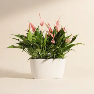 Anthurium lilli Pink