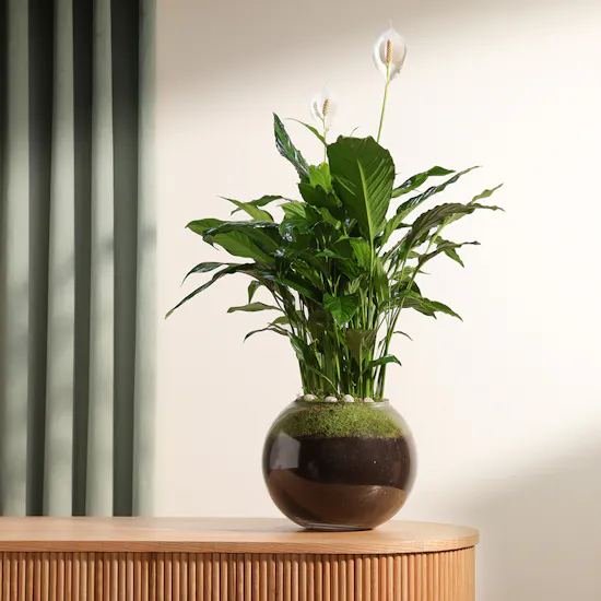 Spathiphyllum Pearl Plant