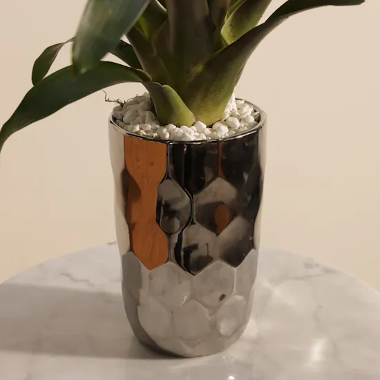 Orange Guzmania Plant