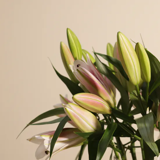 Pink Grace Lily Vase | 8 Flowers
