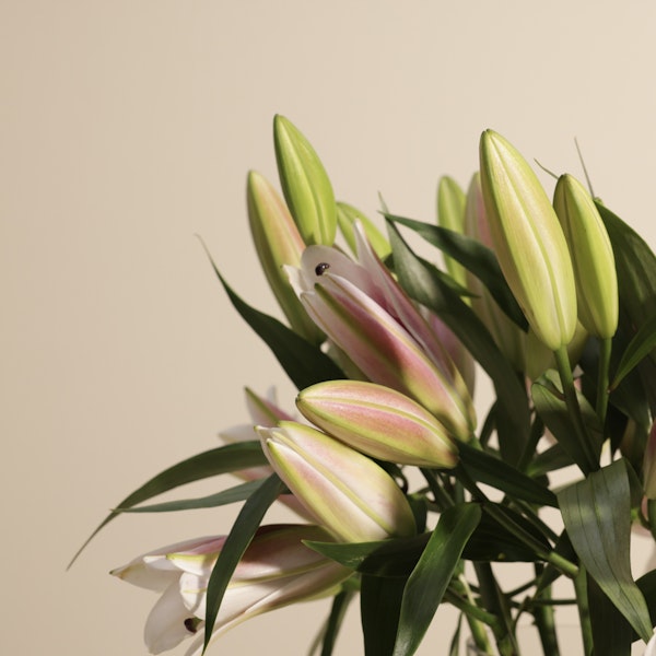 Pink Grace Lily Vase | 8 Flowers