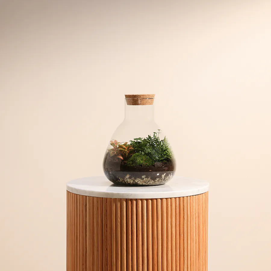 Terrarium with Mixed Indoor Plants  1