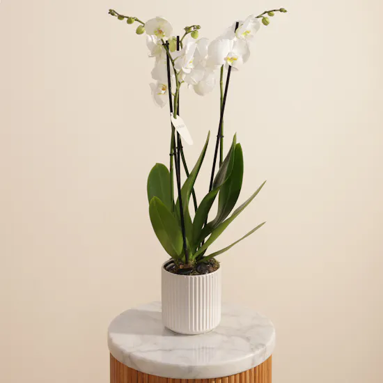 Velvet Tall White Phalaenopsis Plant