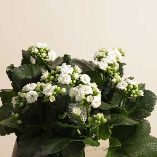 Elegant White Kalanchoe Plants Pot