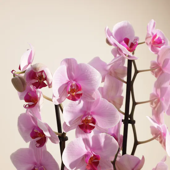 Tall Pink Phalaenopsis Plant