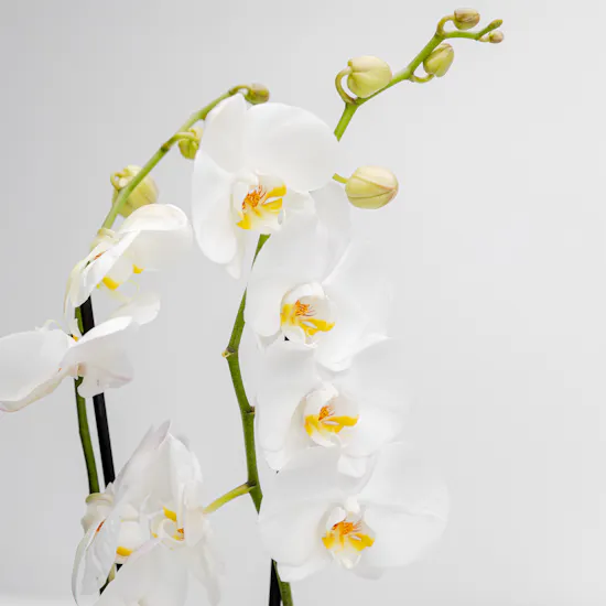 Happy Birthday Orchid Plant