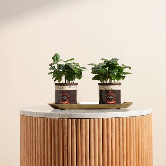 Coffea Arabica Plant
