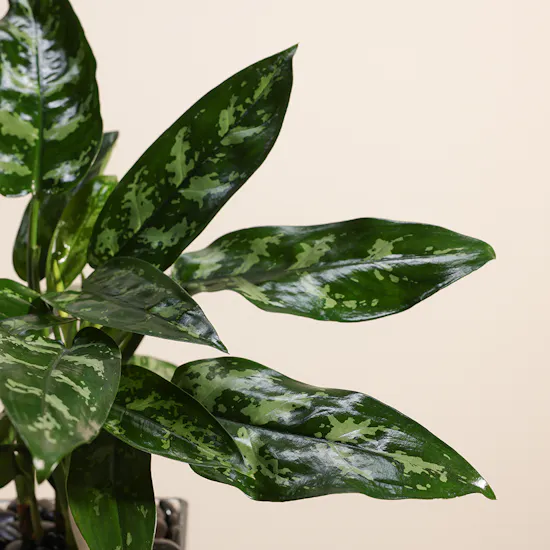 Aglaonema Plant