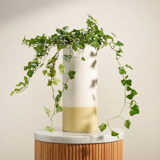 Emerald Hedera Plant Vase