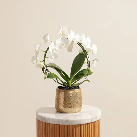 Fancy White Phalaenopsis Plant