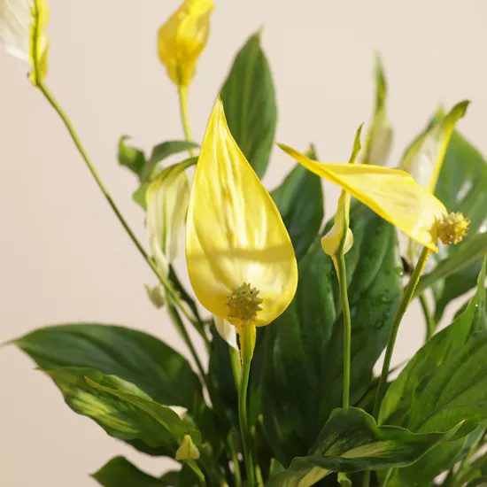 Distinctive Yellow Spathiphyllum Plant