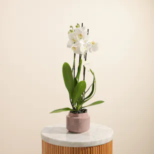 Glowing White Phalaenopsis Plant