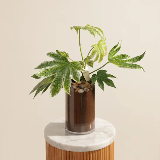 Father's Day Evergreen Fatsia Japonica Plant