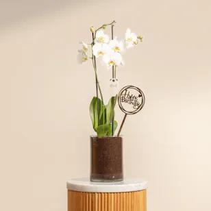 Happy Birthday Orchid Plant