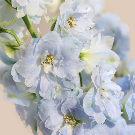 Blue Dreams Delphinium Vase