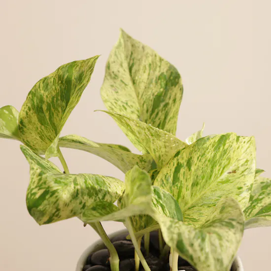 Classy Epipremnum Marble Queen Plant
