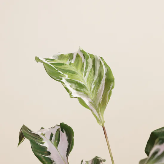 Mesmerizing Calathea Stella Plant